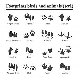 Wildlife animals and birds footprint, animal paw prints vector set....