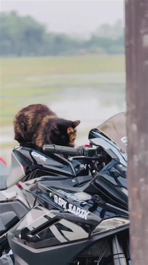 gpx cat ☺️ #foryou #viralvideo #1millionviews #gpxofficial #catlover