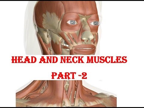 Head and neck muscles part 2