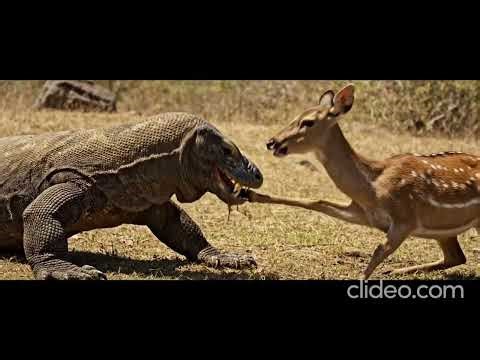 40 Most Brutal Jungle Hunts Ever Recorded in the Wild