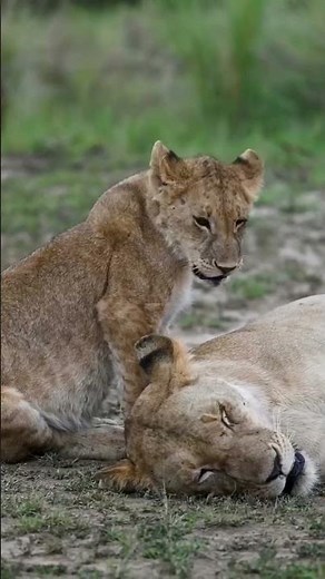The incredible Masai Mara, Kenya