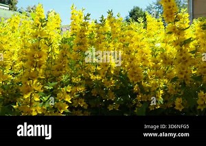 Lysimachia punctata, tdotted loosestrife, large yellow loosestrife, circle flower, or spotted loosestrife, is flowering plant species in family Primulaceae. Rhizomatous perennial herbaceous plant.
