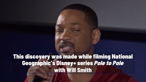 World's Largest Anaconda Species Discovered In Ecuador