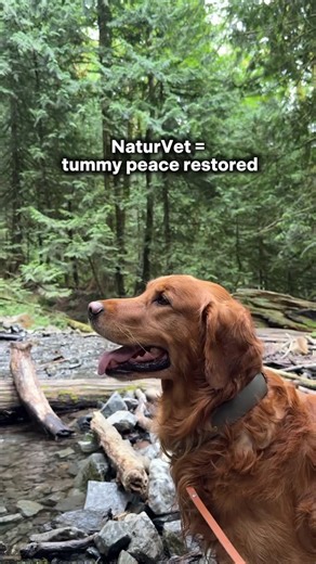 Content Creator | Photographer | Golden Retriever on Instagram: "Healthy digestion = happy pups! 🐕💚 Support your dog’s tummy with NaturVet Advanced Probiotics & Enzymes. Your daily dose of fluff + joy → @kipandkaan 🐾 #kipandkaan #retrieveroftheday #retrieversofinstagram #ilovegolden_retrievers #cutestgoldens #gloriousgoldens #dogs #funnydogs #dogsofig #dogstagram #goldenretriever"