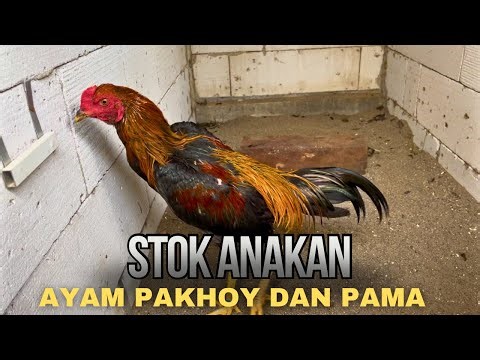 UPDATE ON PAKHOY AND PAMA CHICKEN FARMING