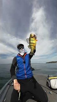 Meet the Yellow Perch