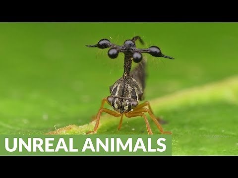 Bizarre rainforest insect resembles a helicopter