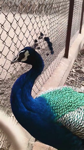 Mor peacock sweet sound #trtinku #peacock#shortvideo #nature #sound#insects #shorts #peacocks #viral