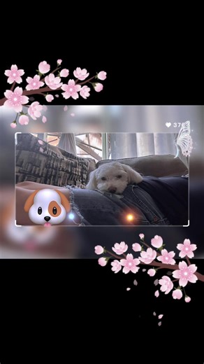 My cody boy🤍🐶🤍🐶🤍🐶🤍