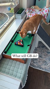 What Will GB Do? Find out tomorrow 🎱 | Bordernerd