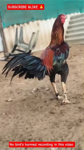 పచ్చ కాకి డేగ