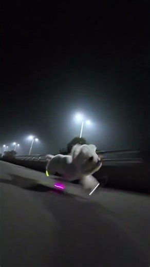 Bichon Takes On an Extreme Parkour Course! The Result Is Crazy! 🔥