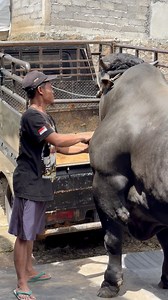 1.5M views · 12K reactions | Sapi raksasa siap guncang kontes #sapi #cow #bull | Revan Dolan Kandang | Facebook