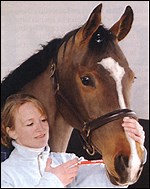 Top equine jobs: Equestrian public relations - Horse & Hound