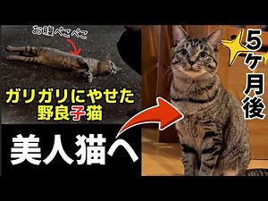 【命の危機】駐車場でガリガリの野良猫を保護！先住猫ピノとの絆❤️愛されて５ヶ月でマリーちゃんコロコロ幸せ美人猫に！【成長記録・総集編】