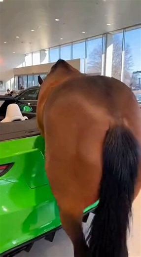 Horse poops in a car! #ai #funny #short