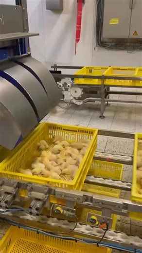 Watch until the end. How do you count thousands of day-old chicks? Back then, we many staff would not employed for counting only. Well, technology has changed that. technology has made it possible to count thousands of chicks: no stress, no sweat, just precision and speed! #Rad made this video in post post-hatching room . | Poultrycare.ng