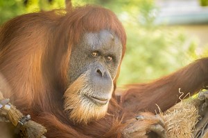 Oregon Zoo's World's Oldest Orangutan, Inji, Turns 59-Years-Old