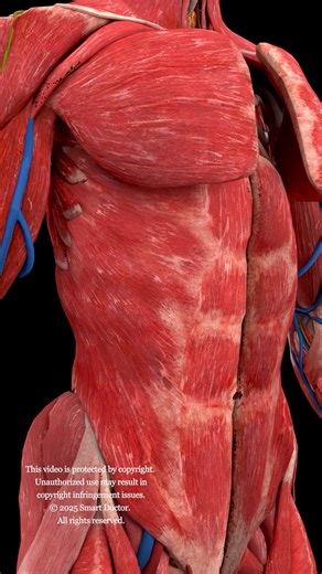Smart Doctor on Instagram: "Inside the Human Body — A Mind-Blowing 3D Reveal 🔥 . . Step inside the human body like never before. This 3D animation reveals every major system layer by layer — the beating heart, the expanding lungs, the liver, stomach, and intestines, all protected by a complex network of muscles, vessels, and nerves. Watch how each organ sits perfectly in place, how the diaphragm separates the chest from the abdomen, how arteries and veins spread like a living map, and how the m