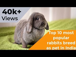 Top 10 most popular rabbits breed as pet in India