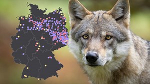 Hier ist der Wolf wieder heimisch geworden