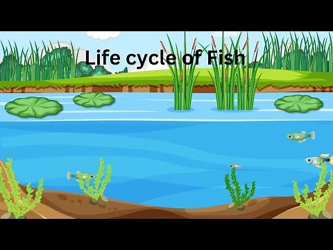 Life Cycle of Fish| Science for kids ‪@AR_Biologist‬