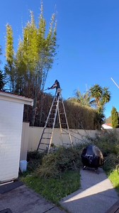 Satisfying hedge trimming and the cleanup #asmr #satisfying | All About Grass and Gardens