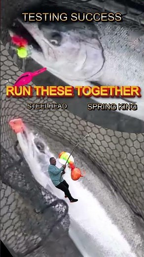 Plunking for Columbia and Cowlitz River Steelhead or Spring Chinook, best bank fishing setup #shorts
