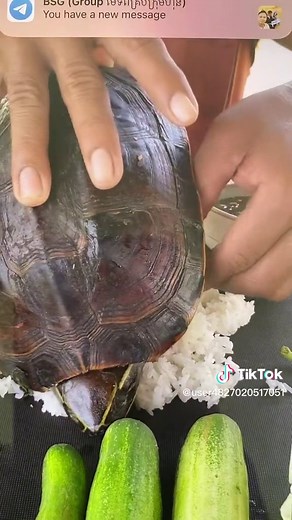 Preparing a Meal with Turtle on Rice