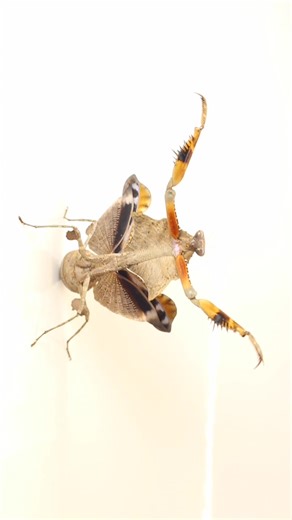 Insect Dance-off: Pick Your Favorite!