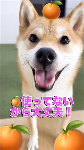 【劇的ビフォーアフター】使わなくなったケージを小さくリメイク！可愛いオブジェになった我が家を興味津々で観察する柴犬w 2026年7月26日