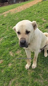 772K views · 43K reactions | Purpose bred cats and dogs vs mutts #narrowayhomestead #offgridlife #kittens #animals | Nate Petroski | Facebook