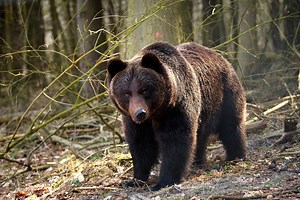 Older #bears have special needs when it comes to their care. That's why at our BEAR SANCTUARY Müritz ( BÄRENWALD Müritz ) , our caretakers adapt the enrichments they prepare for the bears to their age and physical abilities. At 30 years-old, Mascha is the most senior bear at our sanctuary. She received similar enrichment that was given to Balou, but caretakers placed it a lot lower so that Mascha wouldn't have to reach that high to get to the tasty almond butter. It still keeps her busy and - as