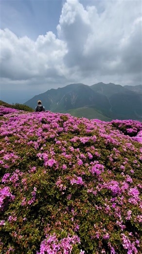4.5K views · 91 reactions | Aso-Kuju National Park, Kyushu Azelea Season | GoGraph Japan | Facebook