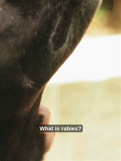 Dog Bites 101: Prevention and Safe Treatment Tips