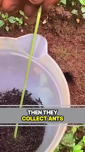 2.3K views | Ants vs Hidden Bugs! #Amazing | Ciano Enelyn | Facebook