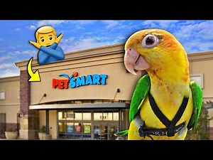 AVOID These Bird Products at the Pet Store 👀