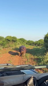 74K views · 685 reactions | Angry Hippo Attacks Safari Vehicle #safaris #wildlife #hippo #outdoor #safaris #wildlife #hippopotamuses #outdoor #travelphotography #wildlifephotography #travel #animalsandpets #adventure #nature | Ruby Life | Facebook