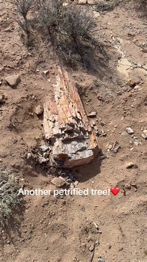 Exploring Petrified Wood at Tuba City: A Dinosaur Era Connection