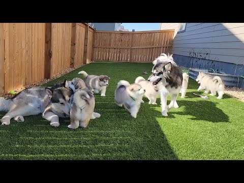 alaskan malamute puppies struggle with steps & go outside again @ 6-1/2 weeks old