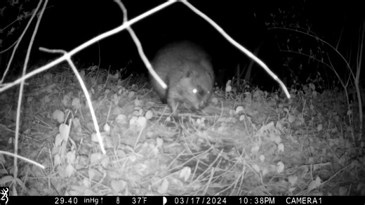 This ROUS seems to look right at us through the trail camera, but it's not a monstrous rat from the fictional Fire Swamp. This exeptionally round beaver lives in one of the few undeveloped backwaters of the Ohio River. Crooked Run Nature Preserve is home to beavers, river otters, and over 210 species of birds. Join us on November 5th, from 5:30pm - 7:00pm, at Chilo Lock 34 Park/Crooked Run Nature Preserve for a night hike under the light of the full Beaver Moon! #beaver #beavers #theprincessbrid