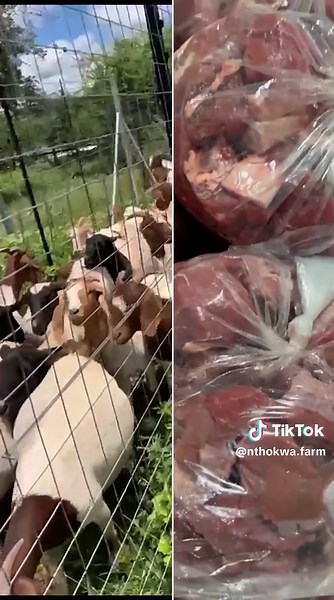 Exploring Livestock at Nthokwa Farm in Bakenberg