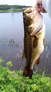 Bass Fishing Tips & Tactics on Reels