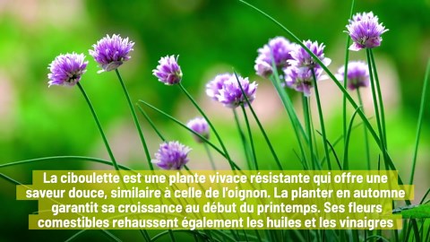 Les Meilleures Herbes Résistantes Au Froid À Planter En Automne
