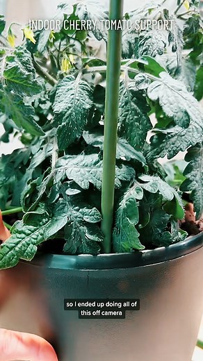 3.8K views · 14 reactions | If you’re wondering which dwarf cherry tomato varieties are small enough to grow indoors | Indoor Plants Advisors | Facebook