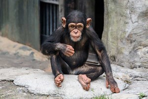 Quels sont les 11 animaux les plus intelligents de la planète ?