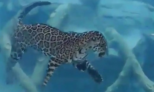 Jaguar swims underwater during feeding - video