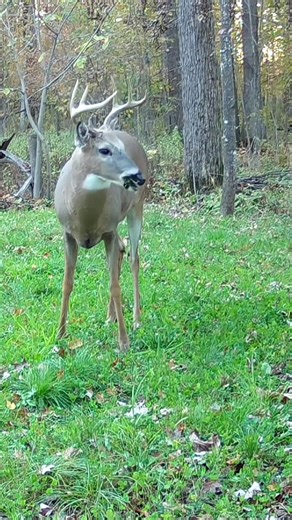 56K views · 1.2K reactions | Deer Three instincts at one time | Mati&Ru | Facebook