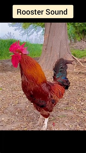 Loud Rooster Animal Sound | Powerful Morning Crow | Animal short video #shorts