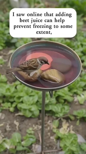 DIY Chemical-Free Winter Birdbath